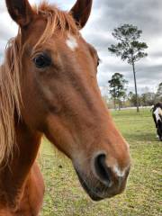 Dorset Heavy Horse Farm Park