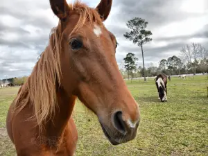 Dorset Heavy Horse Farm Park