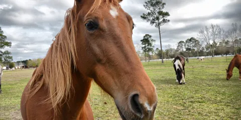 Dorset Heavy Horse Farm Park