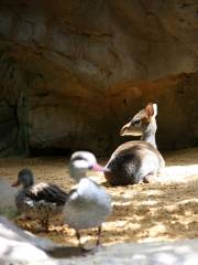 コードウェル動物園