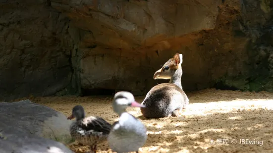 コードウェル動物園