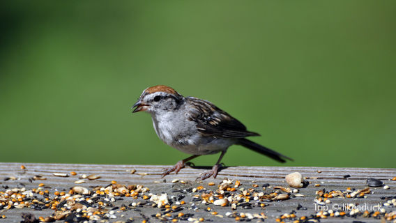 Audubon House & Tropical Gardens