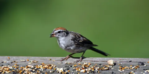 奧德班故居和熱帶公園