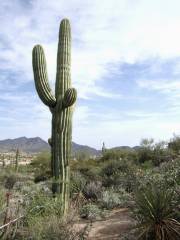 Pinnacle Peak Park