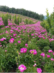 Miles Peony Flower Valley, Liuhe County