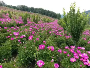 柳河縣千畝芍藥花穀