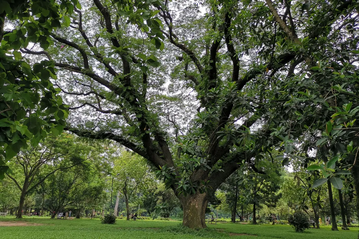 রমনা বটমূল