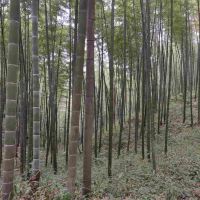 評論圖片 5