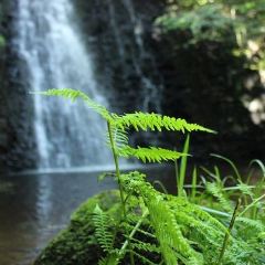 Falling Foss Tea Garden User Photo