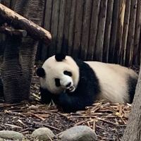 評論圖片 1