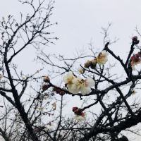 評論圖片 5