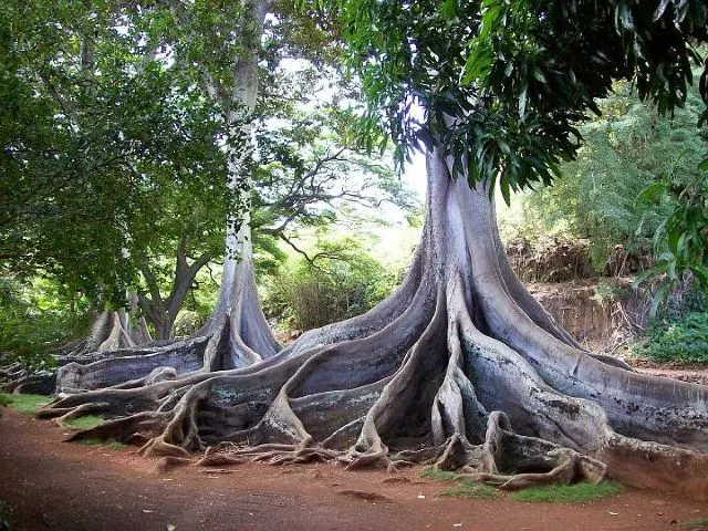 繽紛夏威夷 | 如何玩轉彩虹州,這幾種顏色告訴你!