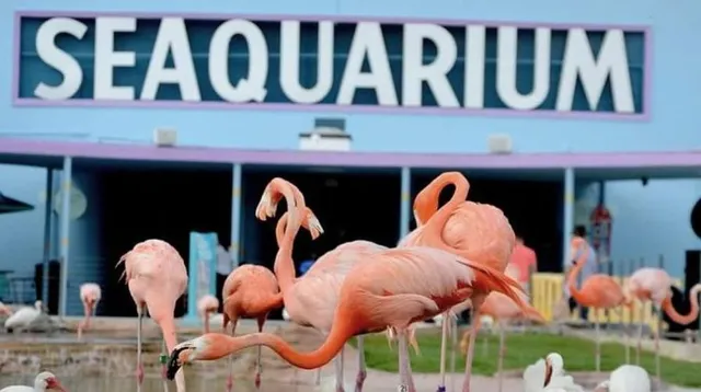  Experience one-of-a-kind aquarium, Miami Seaquarium 
