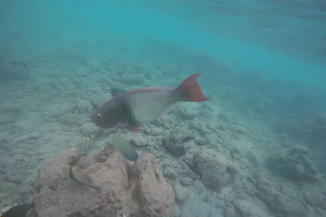 Best Snorkeling At Hanauma Bay 