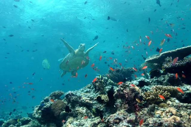 Guide to Semporna Island: Perfect Islands Near Semporna in Malay 2025