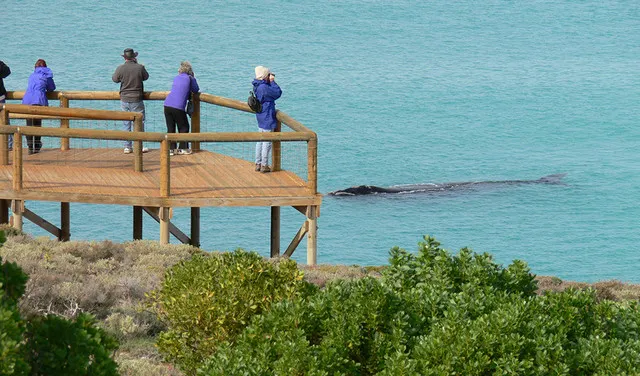 The Best Place to Watch Whales in Australia