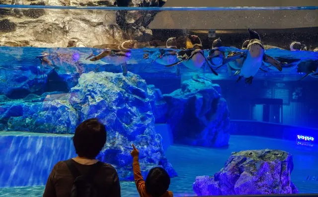 A Guide to the Best Aquariums in Japan