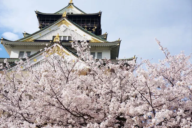 The Best Cherry Blossom Spots