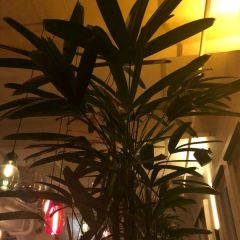 Mesa Verde張用戶圖片