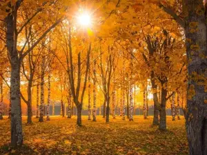 Popular Fall Viewing Attractions in Helsinki