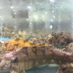 老地方海鲜啤酒屋(总店) User Photo