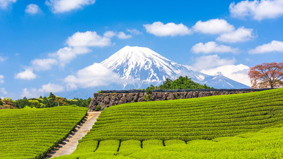 東京特色體驗