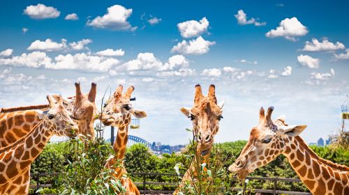 Taronga Zoo Sydney