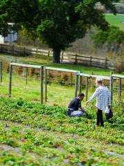 Coal River Farm