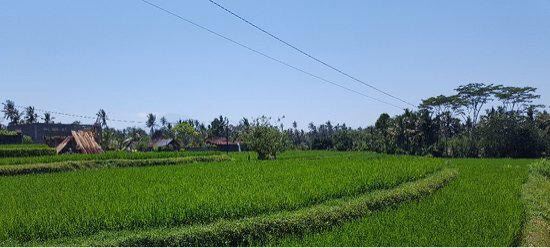 Campuhan Ridge Walk