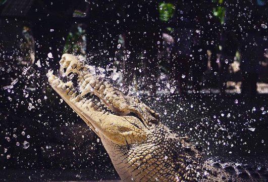 Crocodile Adventureland Langkawi