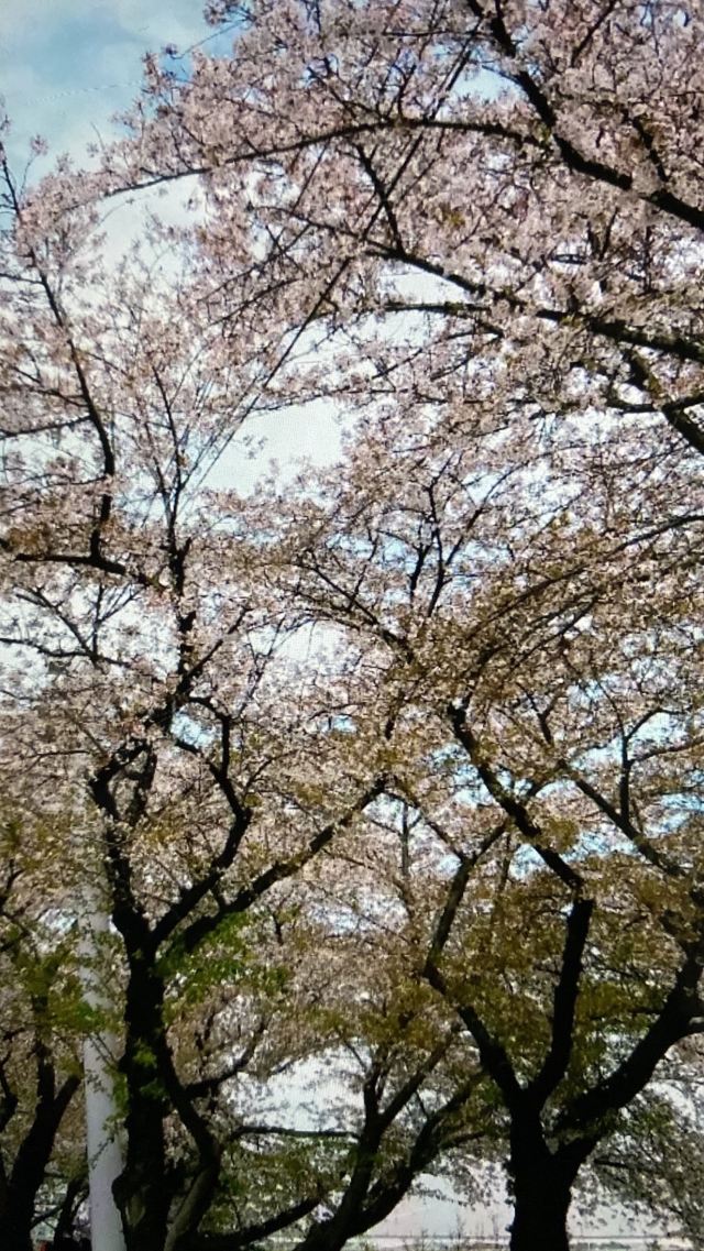 벚꽃 거리