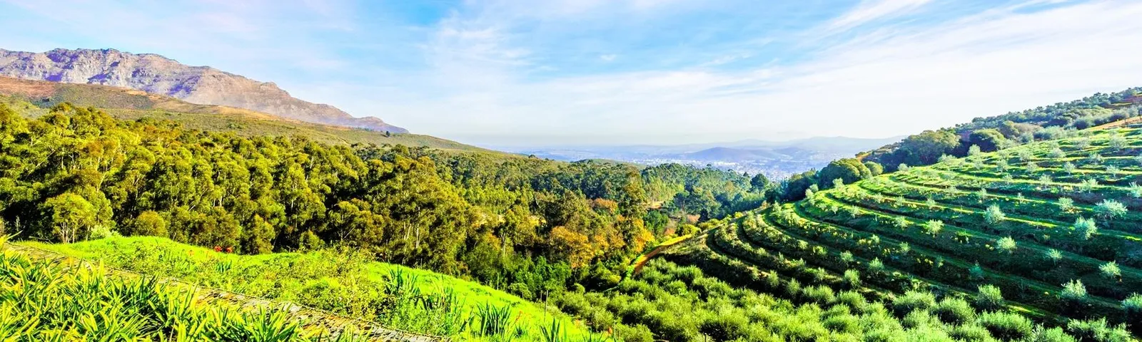 StellenboschExperiencias únicas