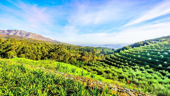 Stellenbosch