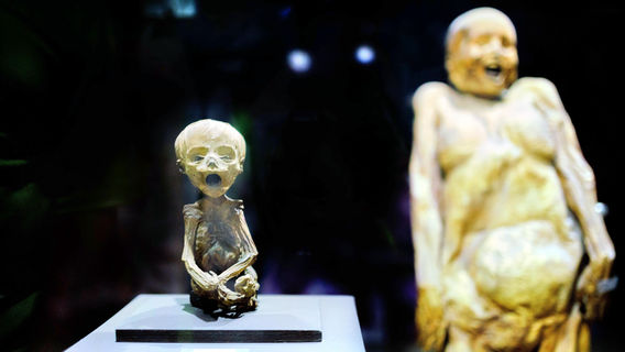 Museum of the Mummies of Guanajuato
