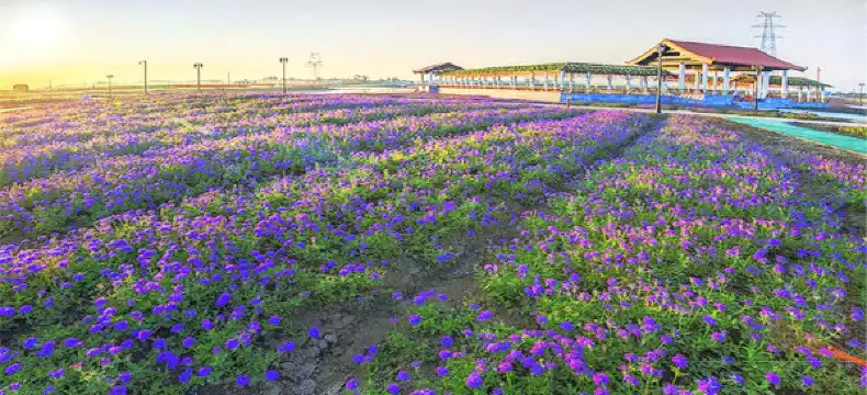 Shell Properties in Guanyun