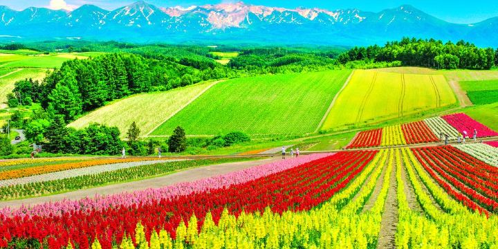 Panoramic Flower Gardens Shikisai-no-oka