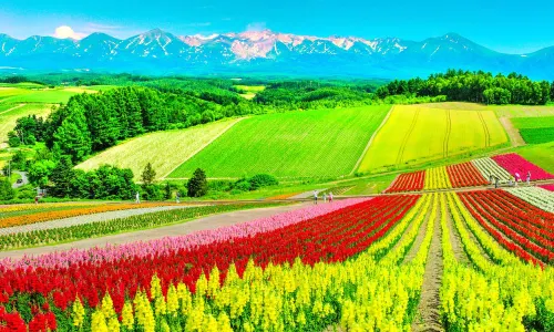 Panoramic Flower Gardens Shikisai-no-oka