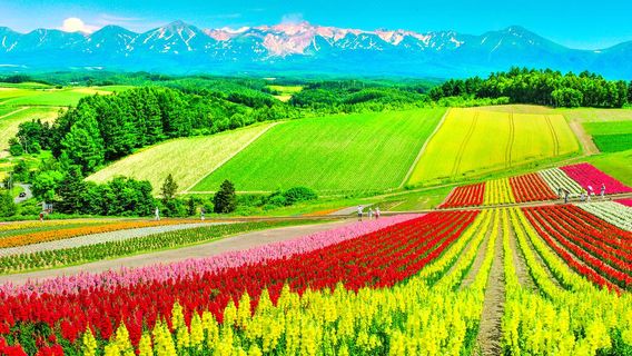 Panoramic Flower Gardens Shikisai-no-oka