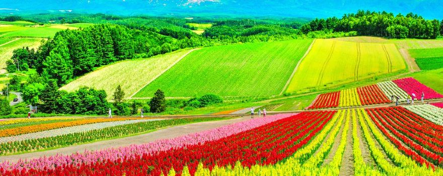 Panoramic Flower Gardens Shikisai-no-oka