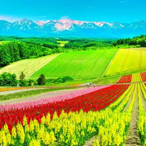 四季彩之丘