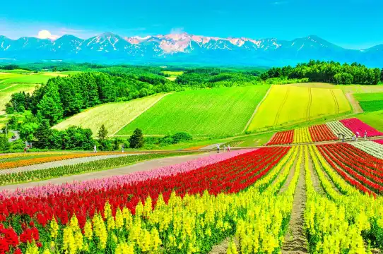 Hotels near Panoramic Flower Gardens Shikisai-no-oka