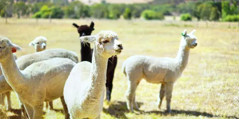 索芙特羊駝牧場