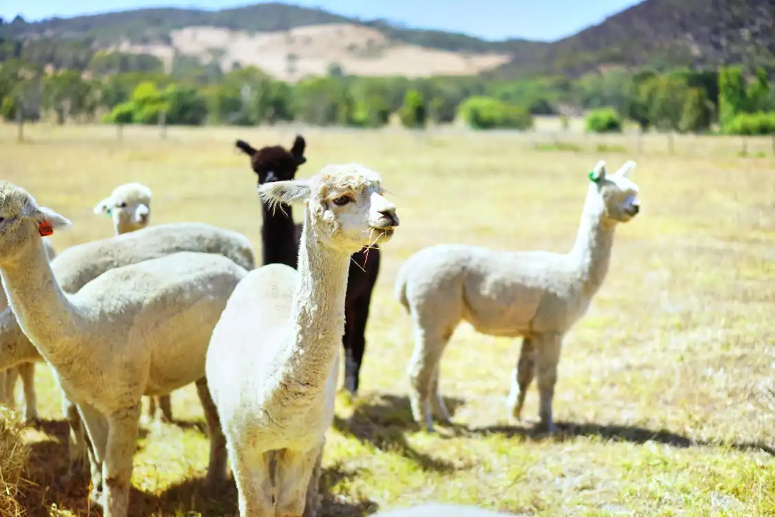 Hotels near Swagman Country Dining @ Softfoot