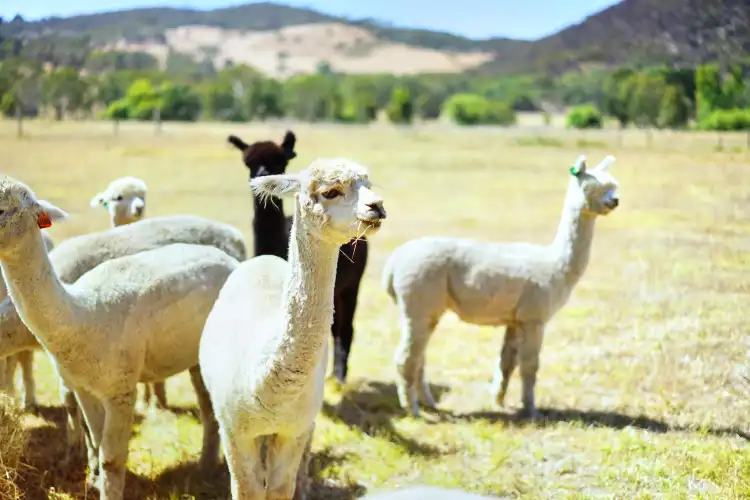 Hindmarsh Valley