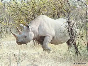 Manovo-Gounda St Floris National Park