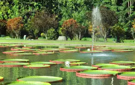 Bogor Botanical Gardens