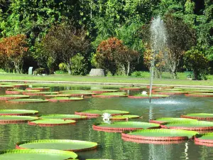 Jardín Botánico de Buitenzorg
