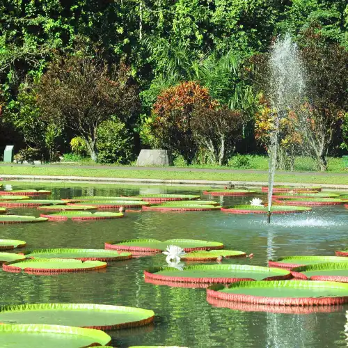 Bogor Botanical Gardens