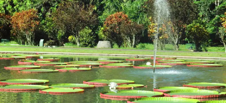 Hotels in Central Bogor