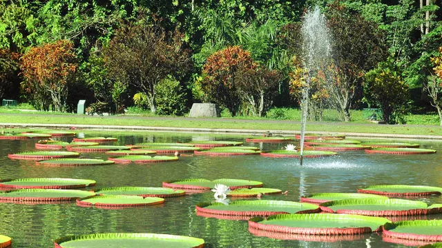 Bogor Botanical Gardens